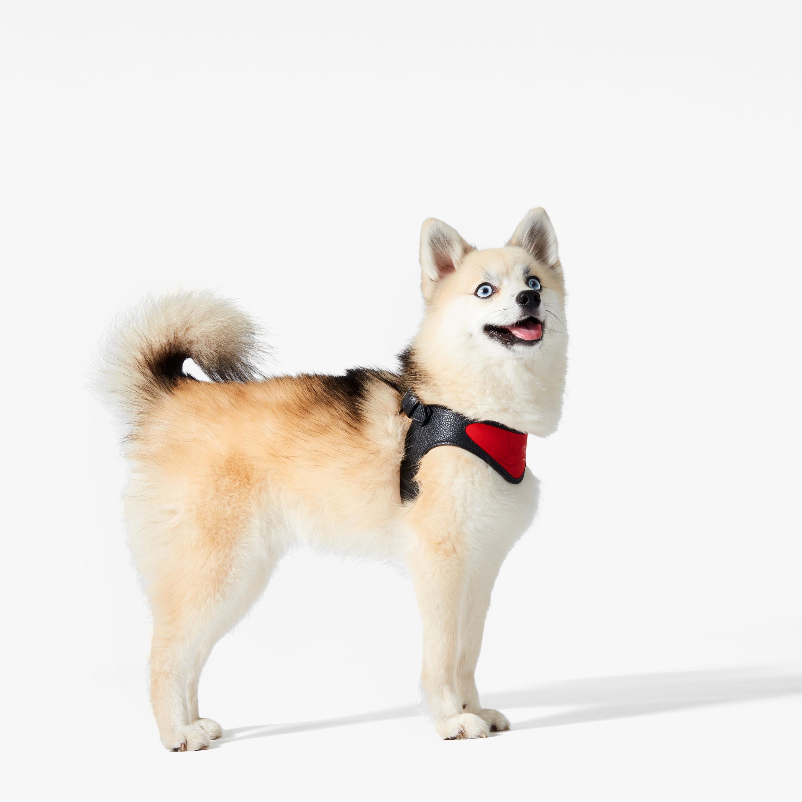 Christian Louboutin Dog Harness - Red Pet Accessories, Decor & Accessories  - CHT307982